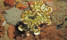 Giant clam icon